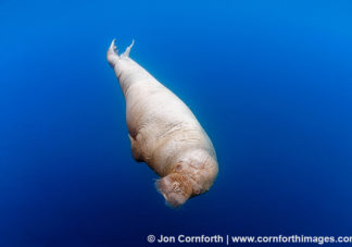 Lagoya Underwater Walrus 8