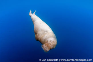 Lagoya Underwater Walrus 8
