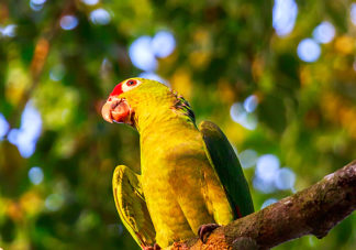 Red Lored Parrot 1
