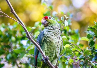 Red Lored Parrot 10