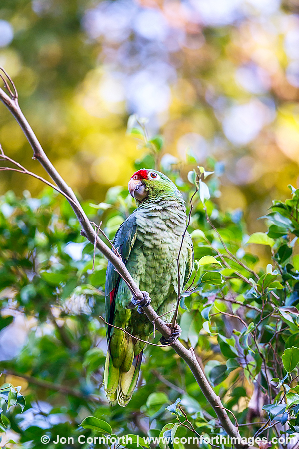 Red Lored Parrot 10