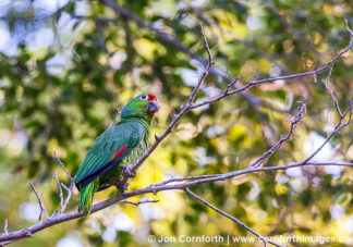 Red Lored Parrot 11