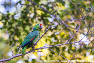 Red Lored Parrot 11
