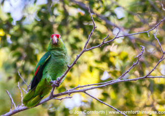 Red Lored Parrot 12