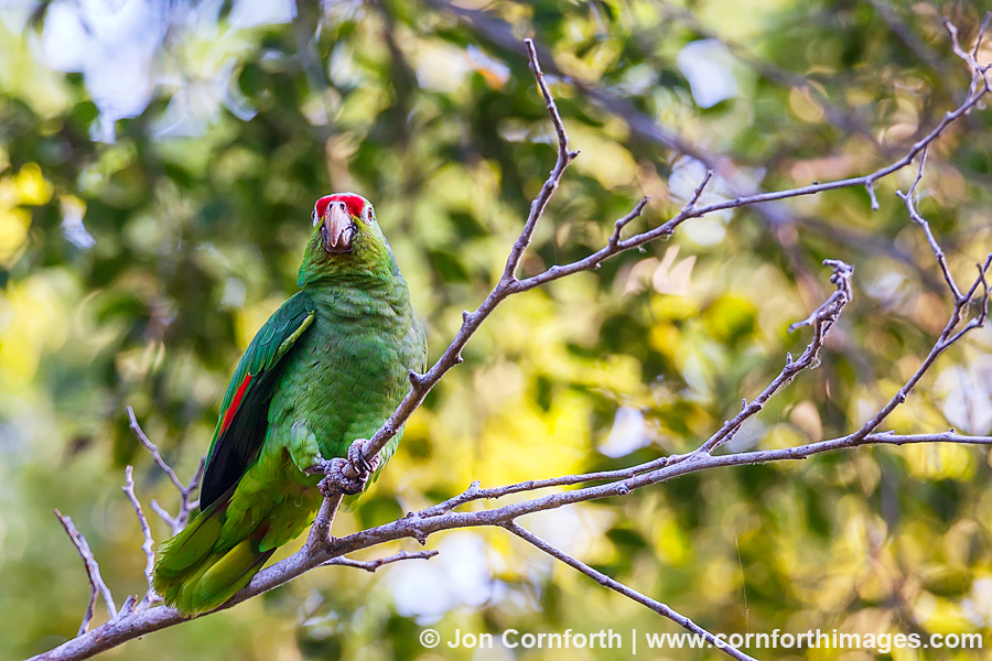 Red Lored Parrot 12
