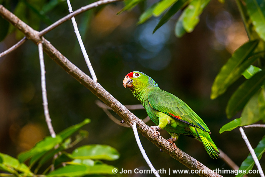 Red Lored Parrot 14