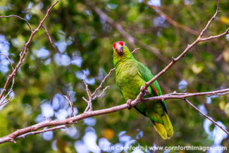 Red Lored Parrot 15