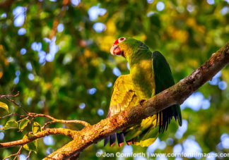 Red Lored Parrot 2