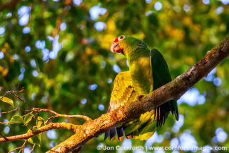 Red Lored Parrot 2