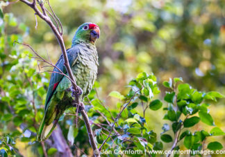 Red Lored Parrot 3