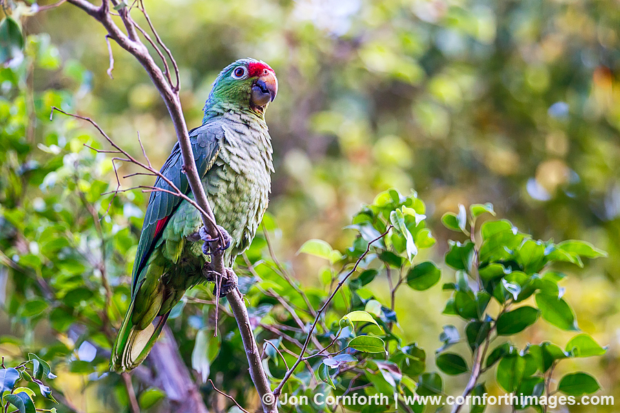 Red Lored Parrot 3