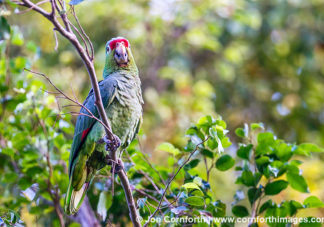 Red Lored Parrot 7