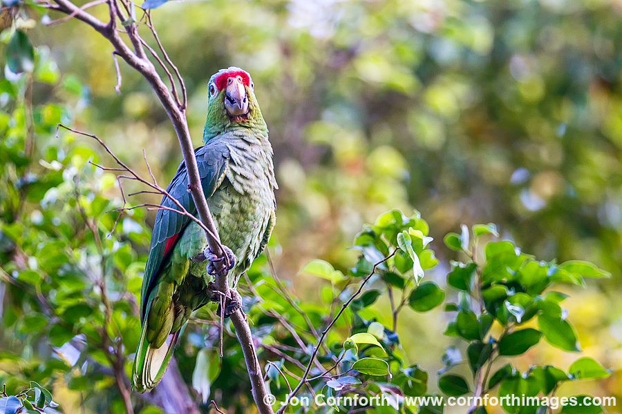 Red Lored Parrot 7