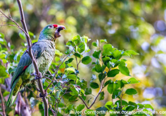 Red Lored Parrot 8