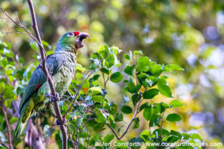 Red Lored Parrot 8