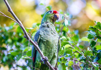 Red Lored Parrot 9