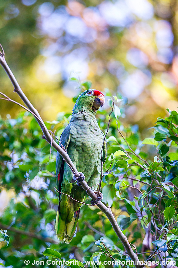 Red Lored Parrot 9