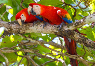 Scarlet Macaw 1