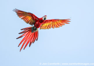 Scarlet Macaw 11