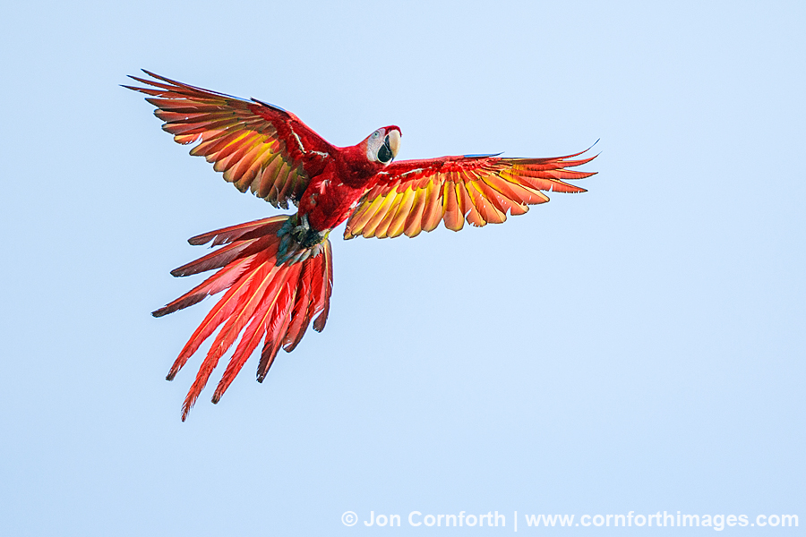 Scarlet Macaw 11