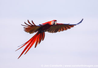 Scarlet Macaw 13