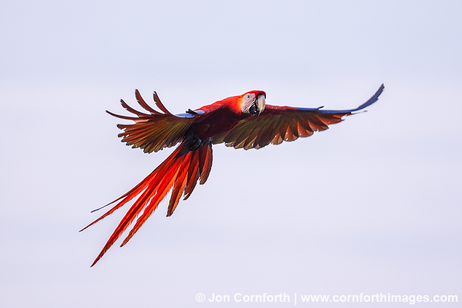 Scarlet Macaw 13