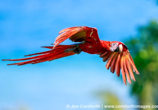 Scarlet Macaw 17
