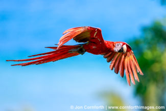 Scarlet Macaw 17