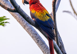 Scarlet Macaw 20