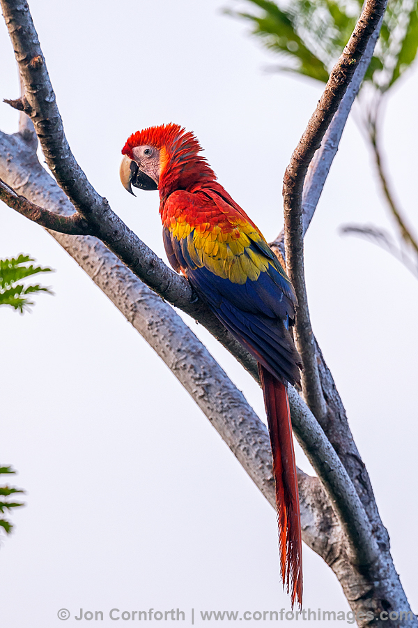 Scarlet Macaw 20