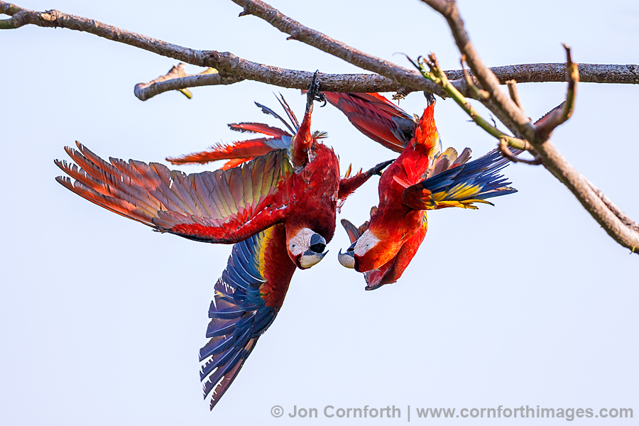 Scarlet Macaw 21