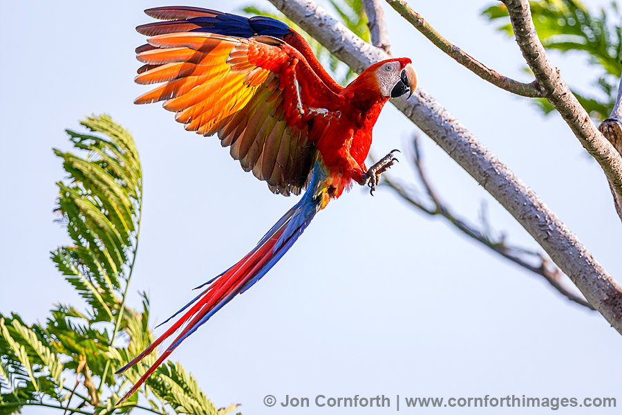 Scarlet Macaw 22
