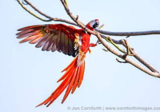 Scarlet Macaw 23