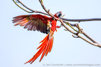 Scarlet Macaw 23