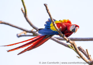 Scarlet Macaw 26