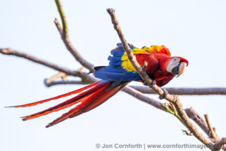 Scarlet Macaw 26