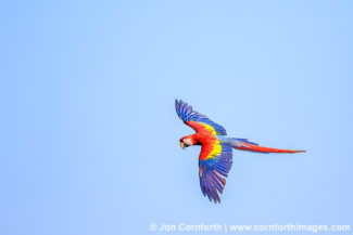 Scarlet Macaw 28