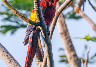 Scarlet Macaw 3