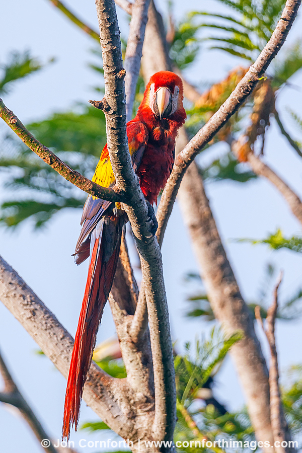 Scarlet Macaw 3