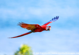 Scarlet Macaw 30