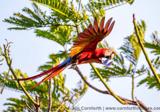 Scarlet Macaw 32