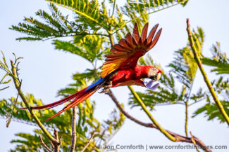 Scarlet Macaw 32