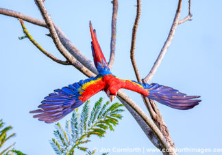 Scarlet Macaw 35