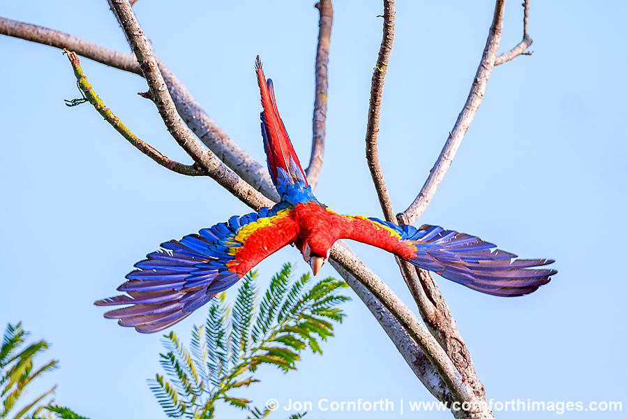 Scarlet Macaw 35