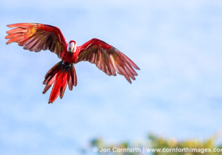 Scarlet Macaw 36