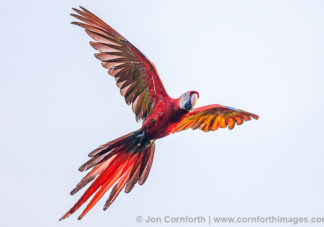 Scarlet Macaw 37