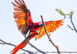 Scarlet Macaw 38