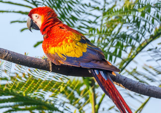 Scarlet Macaw 4