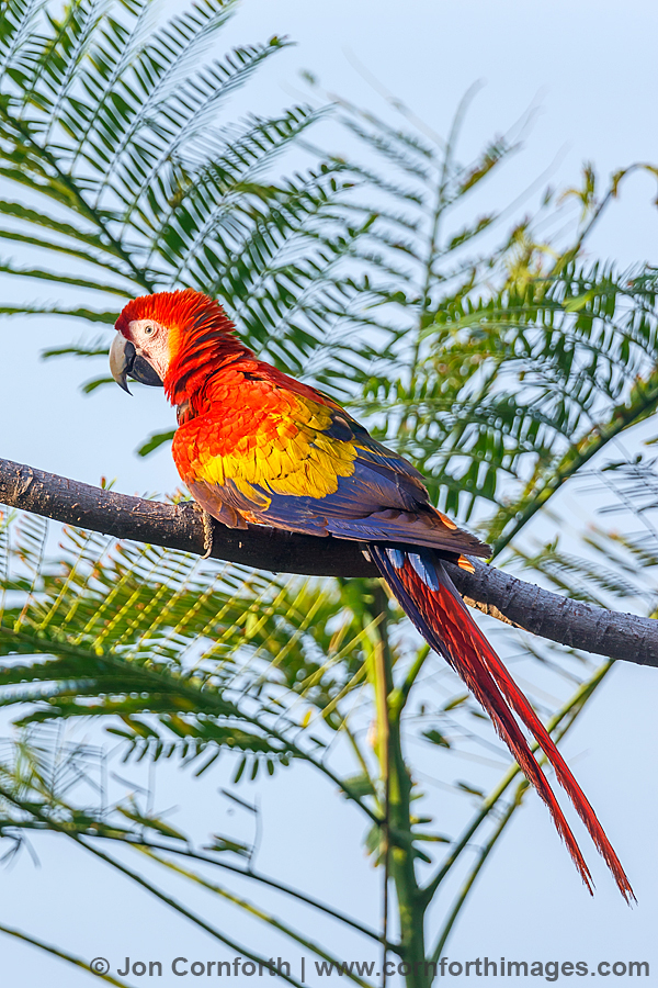 Scarlet Macaw 4