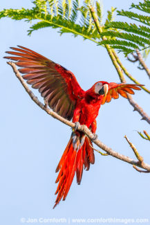 Scarlet Macaw 40